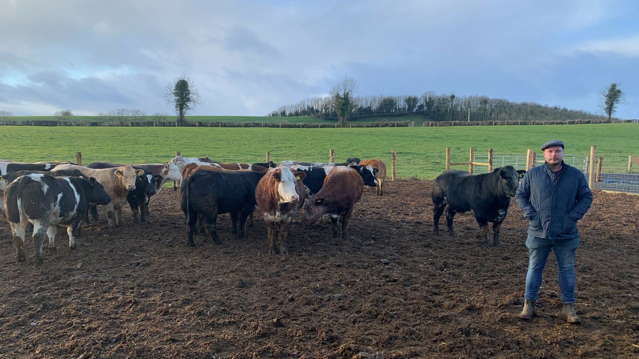 Herbie Griffith pictured with some of his in-calf heifers on their out wintering pad