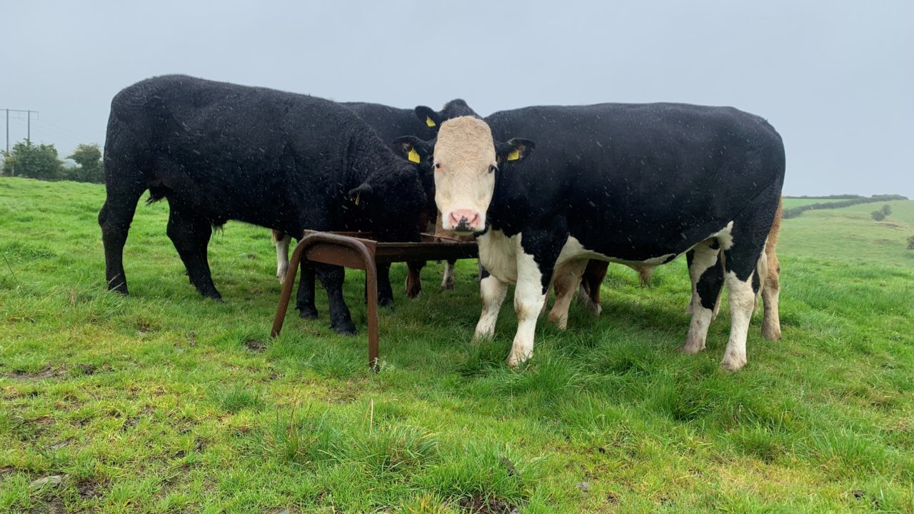 Call for NI farmers to engage in bTB compensation debate