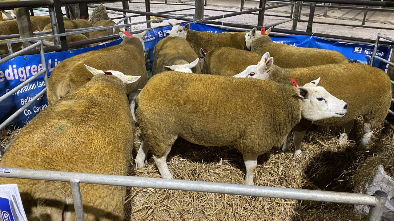 Sale report: Record price at North East Texel Twilight sale