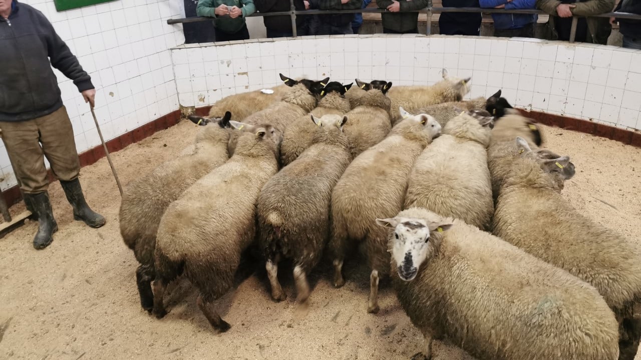 Sheep marts: Trade remains in a tough place