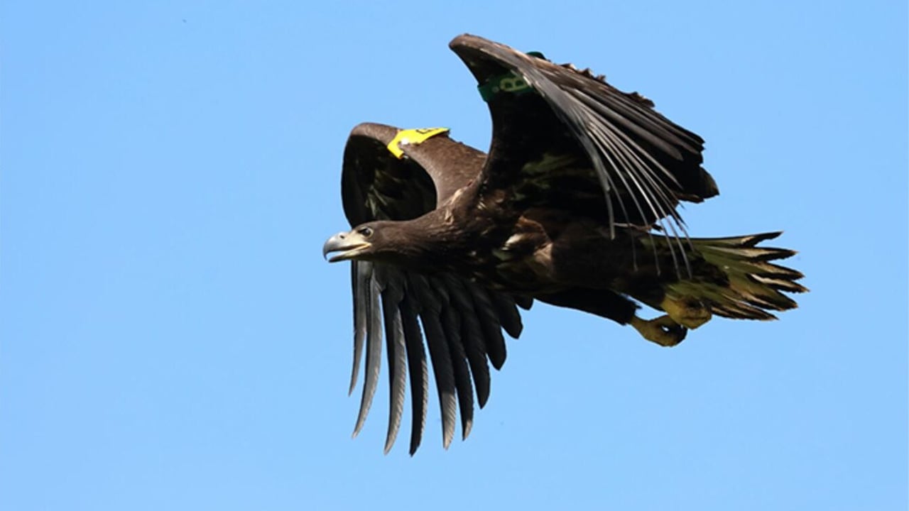 Juvenile white-tailed eagle in flight at Lough Derg. Photo: Robert Foyle