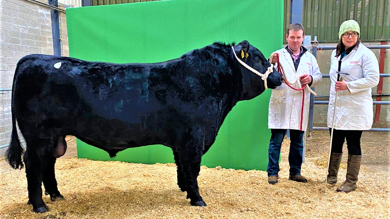 Gary and Evelyn McKiernan pictured with their bull Corlismore Usian Bolt that sold for €7,000 on the day