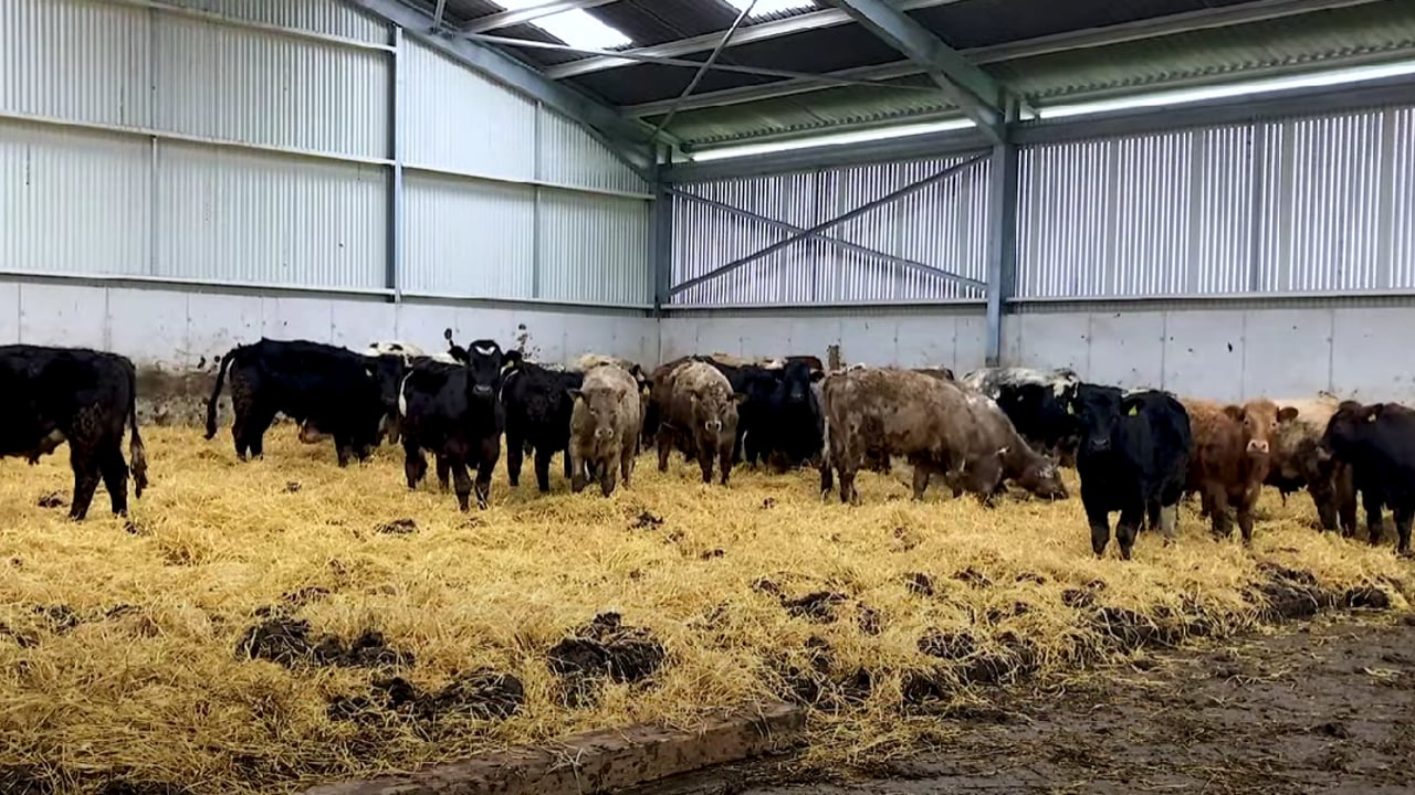 Housing: Calculating space allowances for cattle in organics