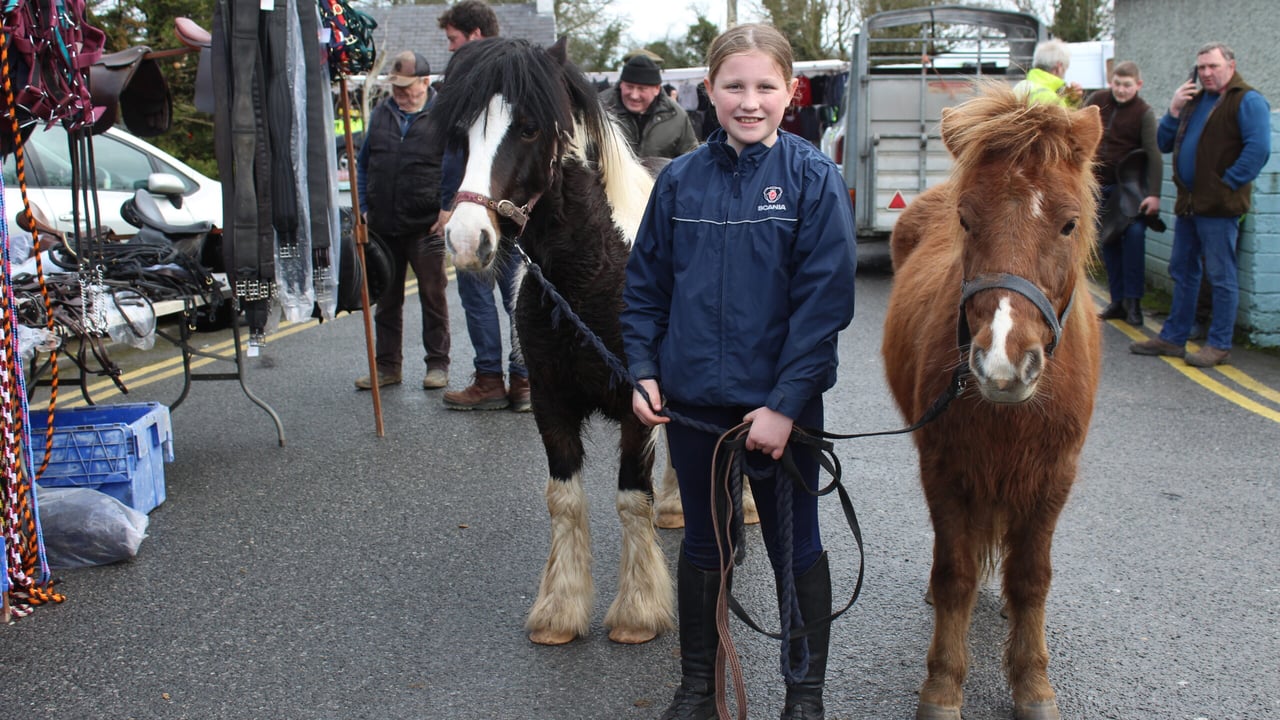 Tradition of annual horse fair alive and kicking in Newmarket