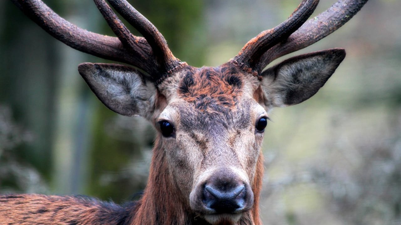 'Sheer number of deer has gotten out of control' - TD