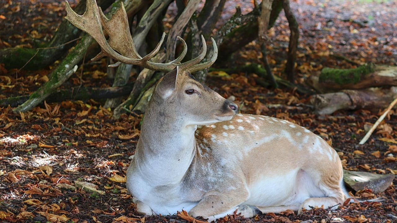 Applications for deer hunting licences now open