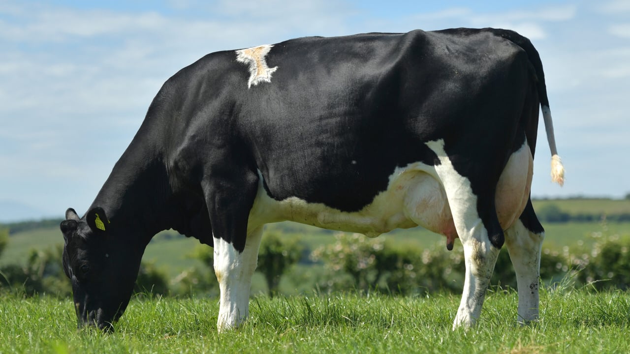 Barrackhill Reuben FR7791 - 11kg milk providing 27kg solids while also bringing strength and longevity to your cows
