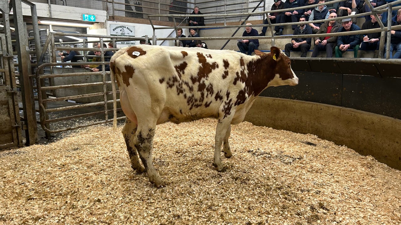 Lot 25: Coolnagree Youri Banker Red, sold for €2,925