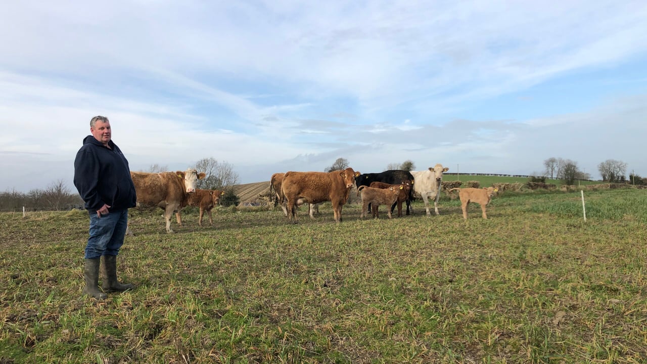 Beef Focus: Sucklers, tillage and west of Ireland weanlings in Louth