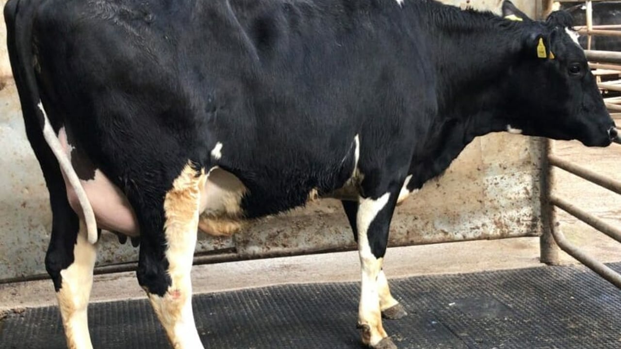 Image: Waterford Ross Marts
