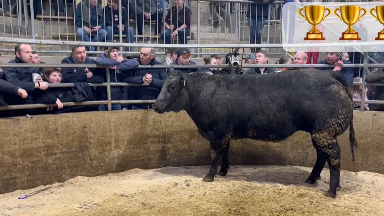 Champion heifer of the Carnew Mart fatstock heifer sale, which sold for €3,610. Image: Carnew Mart