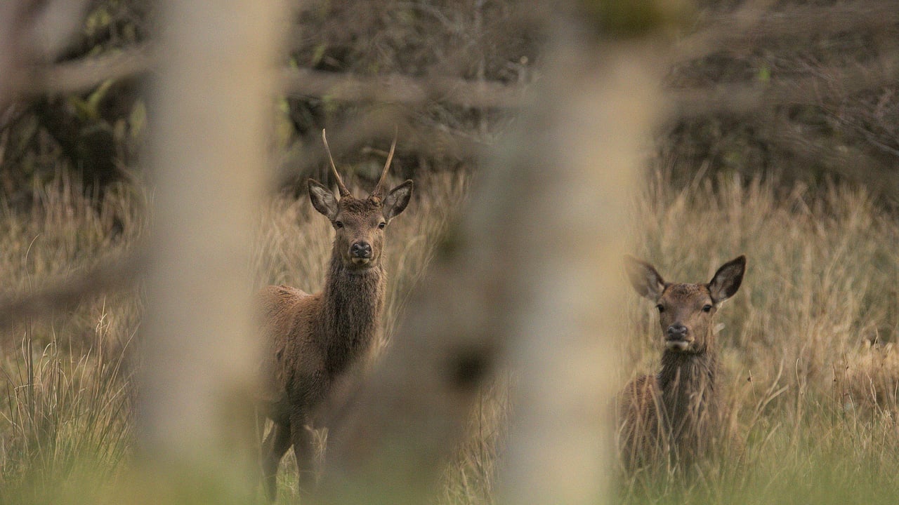 Targeted deer culling at Killarney National Park to 'intensify'