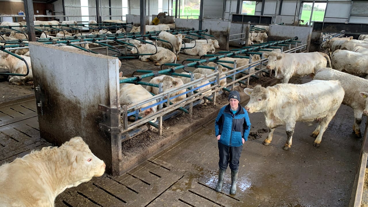 Sebana Moynagh pictured with her herd of pedigree Charolais cows