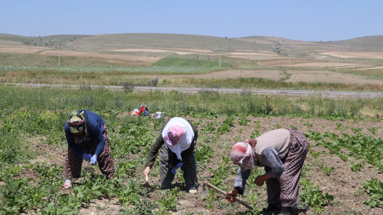 According to the World Food Programme 349 million people are "acutely food insecure"