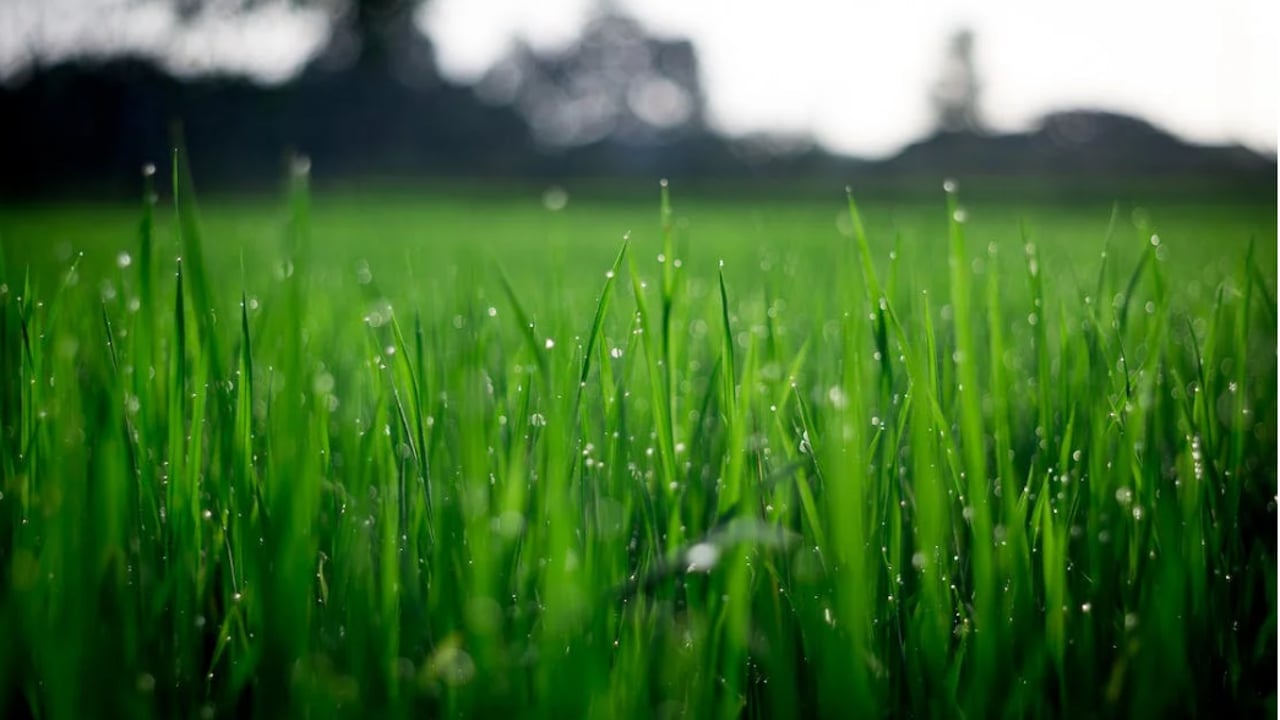 Grass growth tells a tale of two halves this week