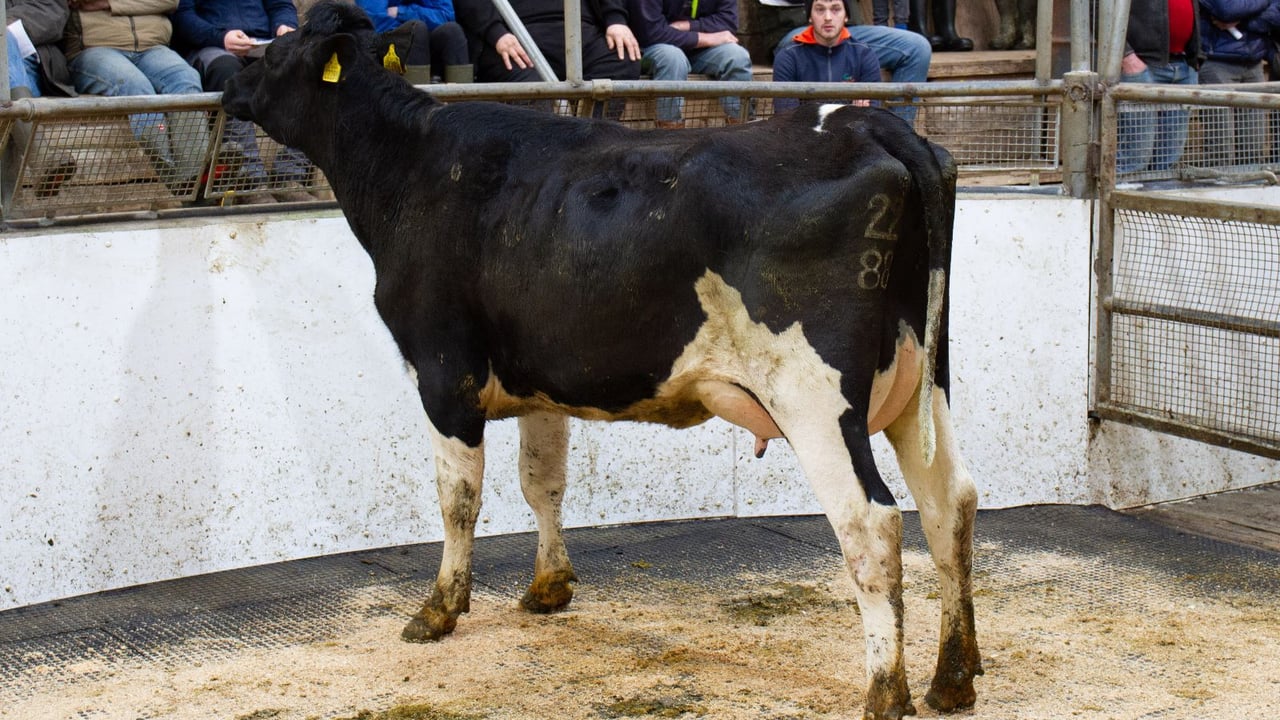 Ashberry herd auction brings top price of €3,850