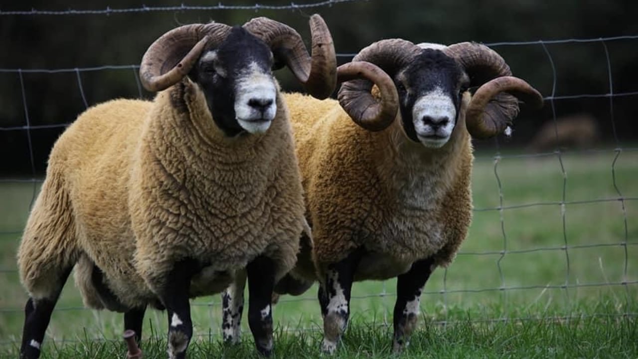 Source: South of Ireland Lanark Sheep Breeders'