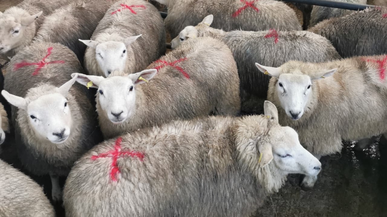 Hogget trade 'tough' at the start of the week at marts