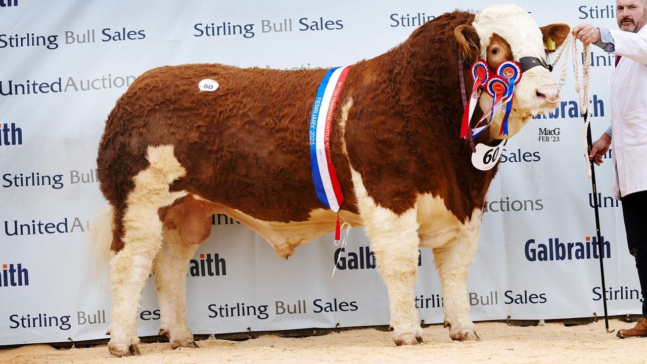 Masterpiece, the intermediate and supreme overall Simmental champion Bannhill Farm