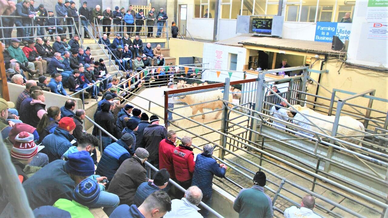 Large crowds of farmers flocked to the Irish Charolais Cattle Society's show and sale of pedigree Charolais bulls at GVM Tullamore Mart, Co. Offaly on Saturday, February 25. Images by Tricia Kennedy