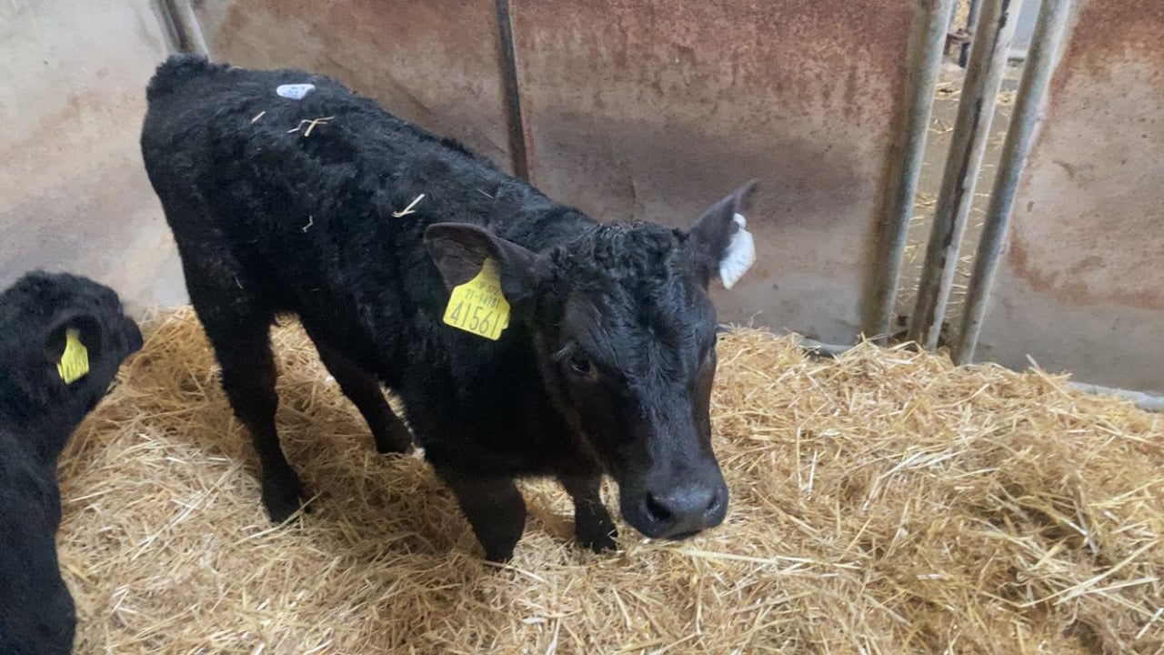 Farmer-type calves a good trade at Enniscorthy Mart