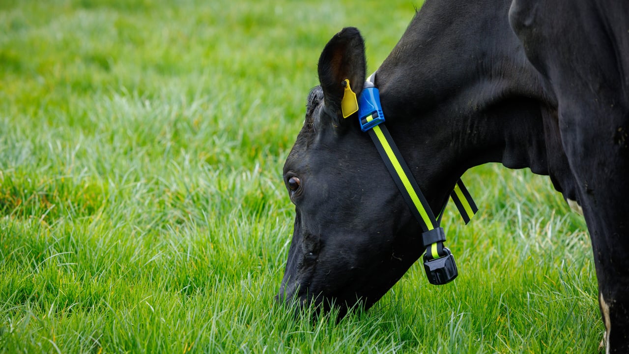 New March Animal Health Series to be launched