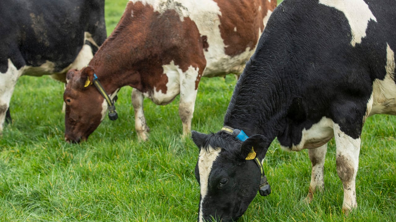 March Animal Health Series concludes with fertility discussion