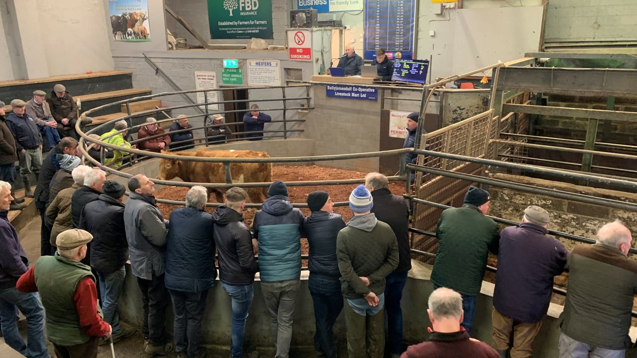 Mart report: Lively store heifer trade in Ballyjamesduff