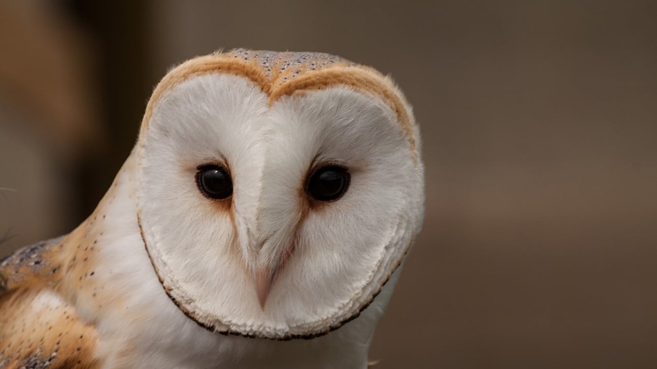 BirdWatch Ireland recruiting barn owl researchers