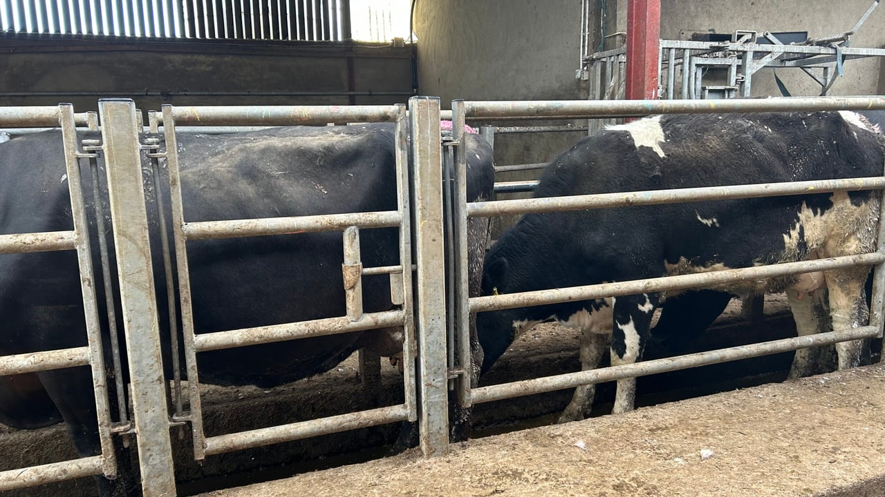 How can farmers reduce the risk of bovine TB on dairy farms?