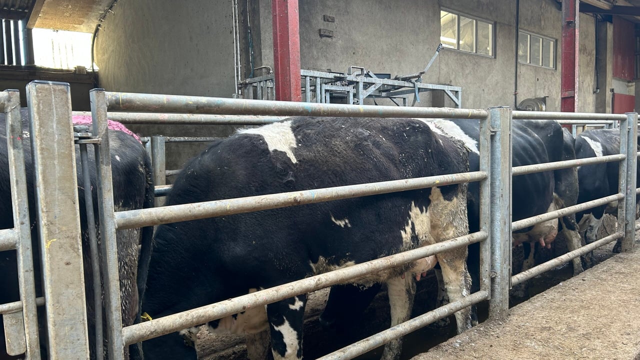Breeding season: Potential problem cows should be checked