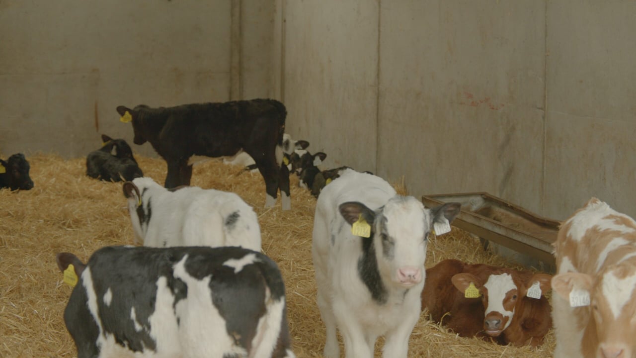 Breeding Series 2023: Quality over quantity for dairy-beef