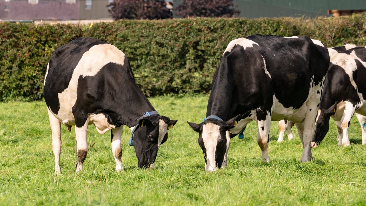 Rumen function and energy supply are paramount to protecting butterfats and fertility during spring grazing
