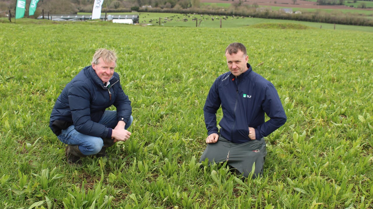 L-R: Host Frank Crinion and Damian McAllister, DLF Seeds examining a multi-species sward during the recent grassland varieties open day 