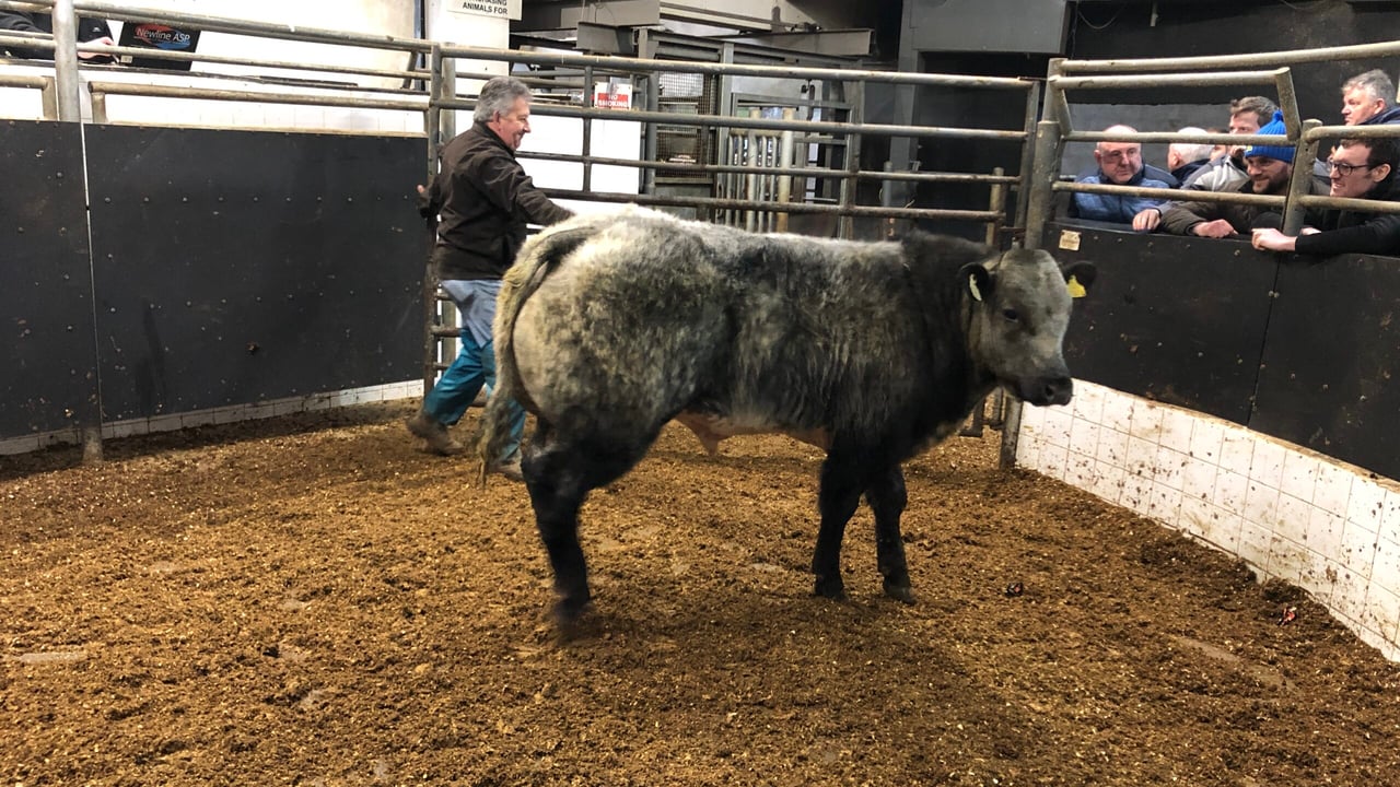 This 405kg Belgian Blue bull sold for €1,800 or €4.44/kg