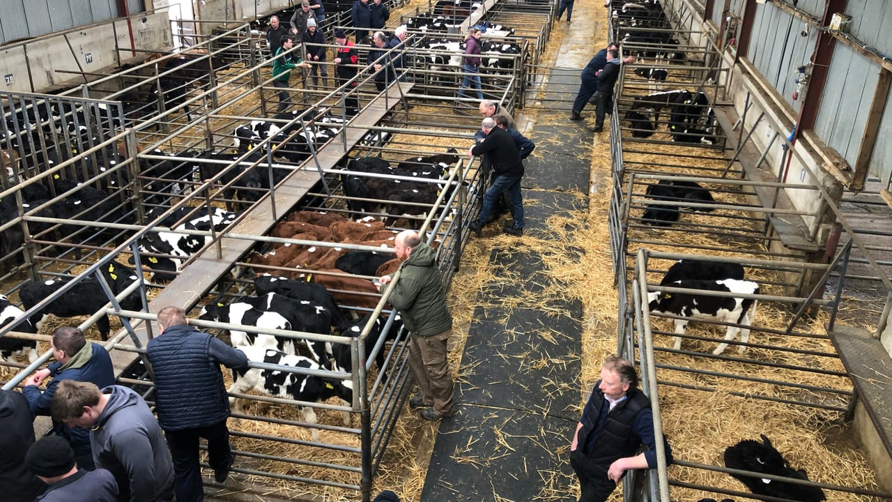 1.1 million Irish calves born in first 11 weeks of 2023