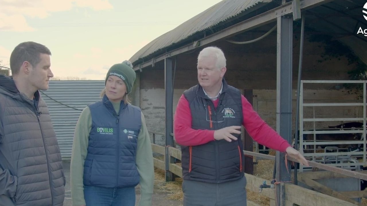 March Animal Health Series: How to tackle pneumonia in calves
