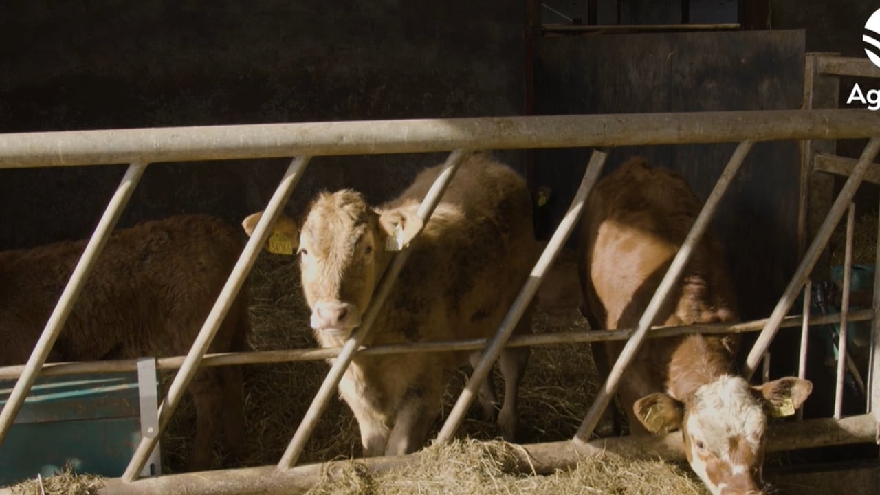 March Animal Health Series: Spotting and preventing coccidiosis