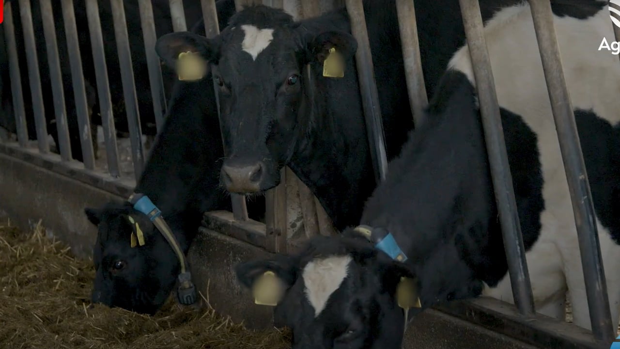 March Animal Health Series: The fertility fundamentals