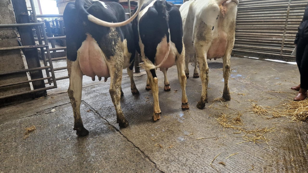 Top price of €3,340 at Kerry Holstein Friesian Breeders sale
