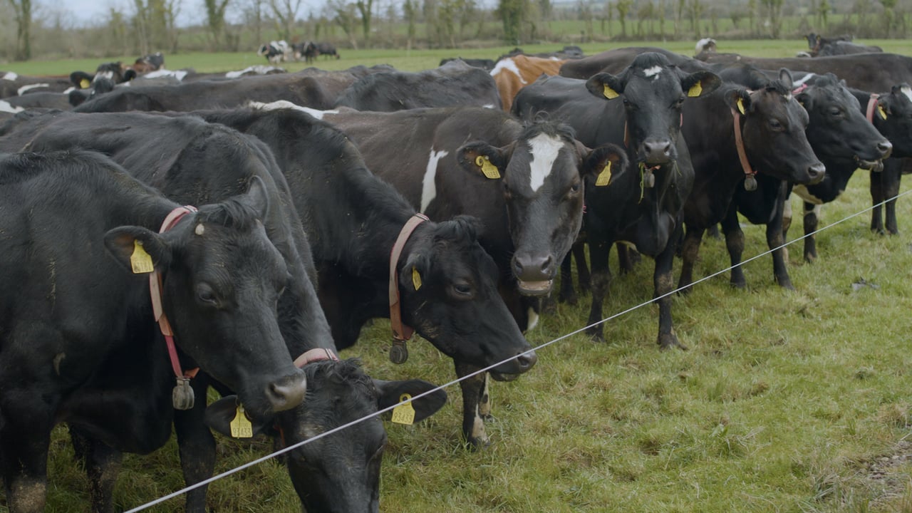 Breeding Series 2023: 'No square on the milk cheque for EBI'