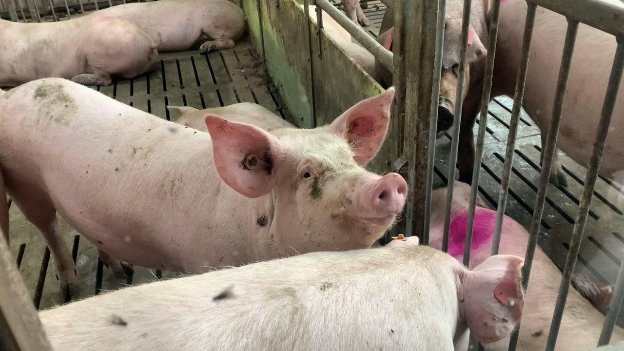 43% of pig producers could leave sector - survey