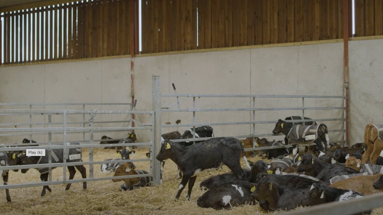 Breeding Series 2023: Using Continental sires on JEX cows