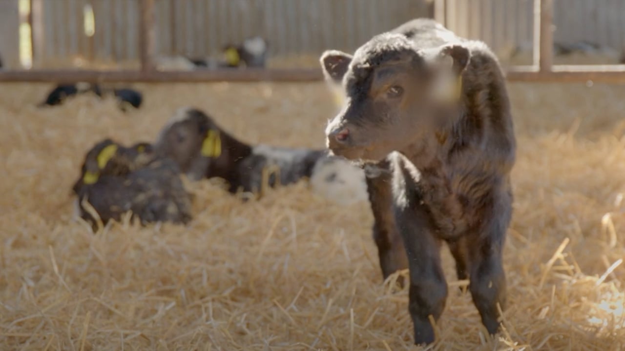 March Animal Health Series: Pneumonia, colostrum and vaccines