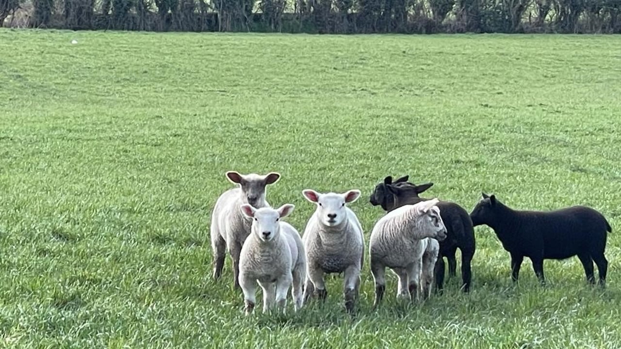 No BAR 'sheep rescue package' confirmed by minister