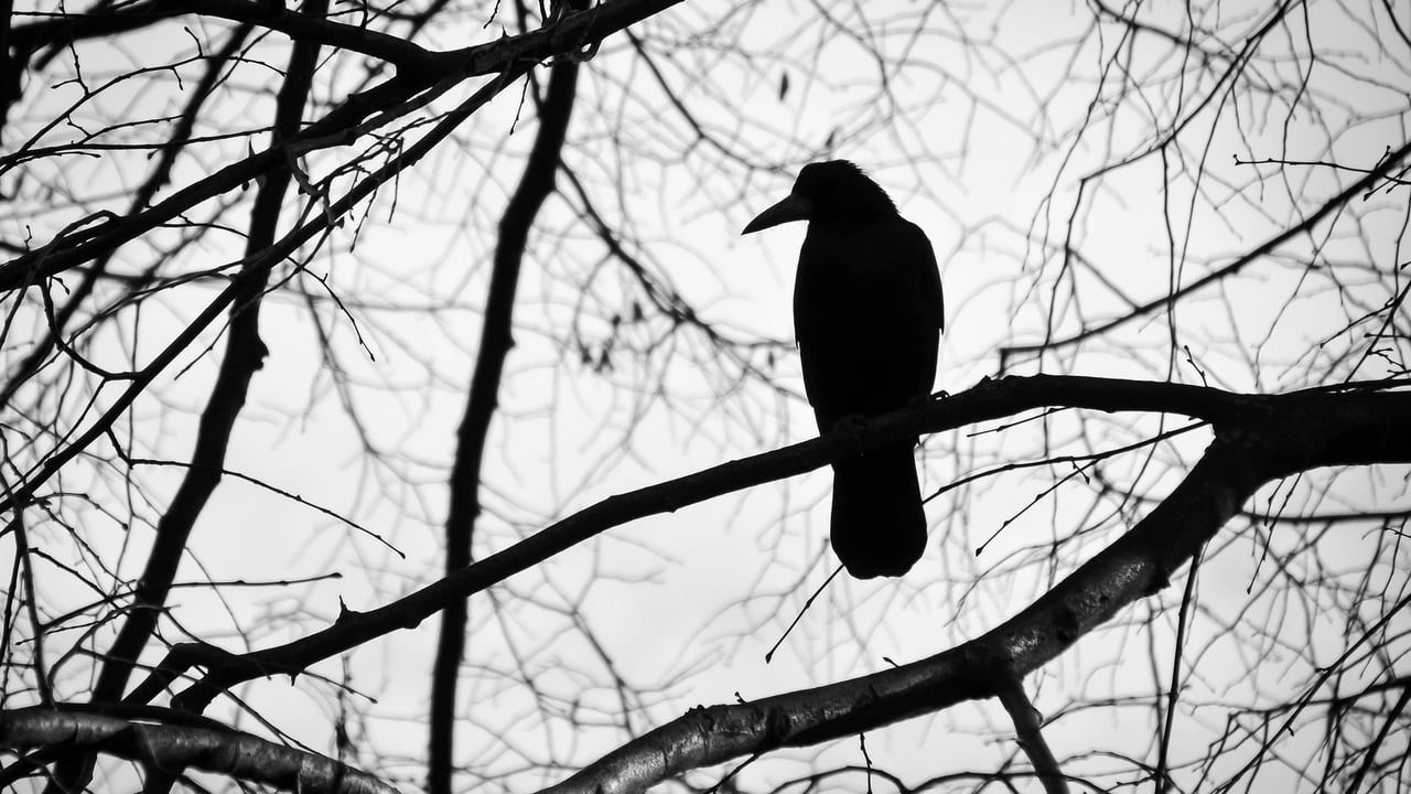 Two Laois men fined for killing protected wild birds
