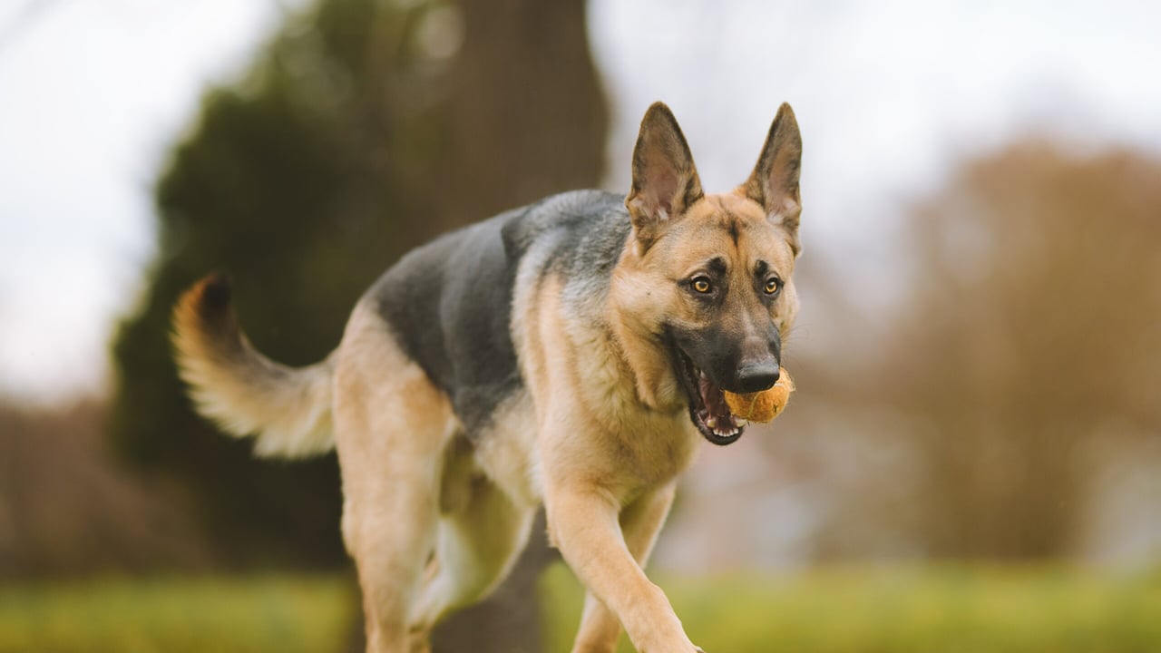 INHFA calls for ban on non-working dogs on hills and farmlands