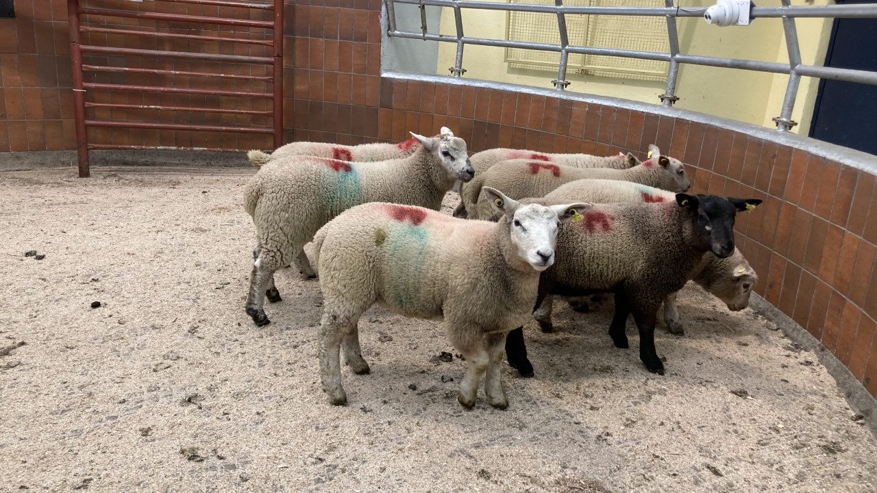 Sheep kill: Supply of spring lambs doubles in a week