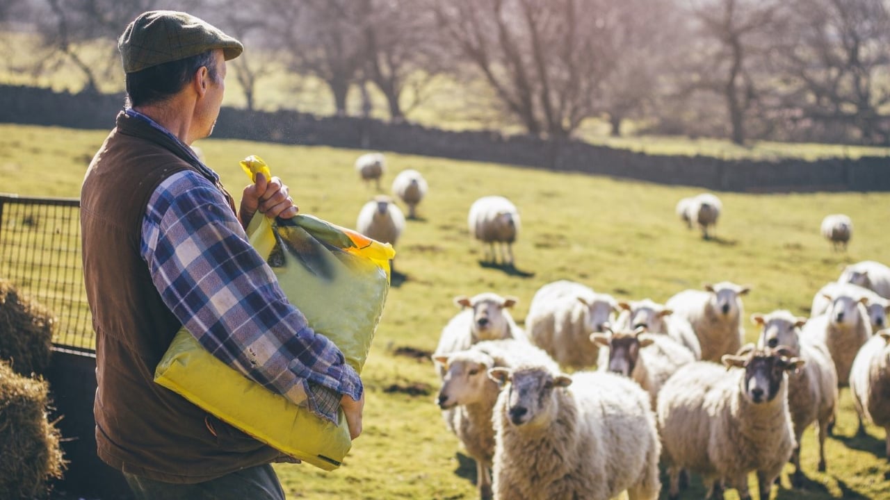 EIT Food outlines ways for livestock industries to reach net zero