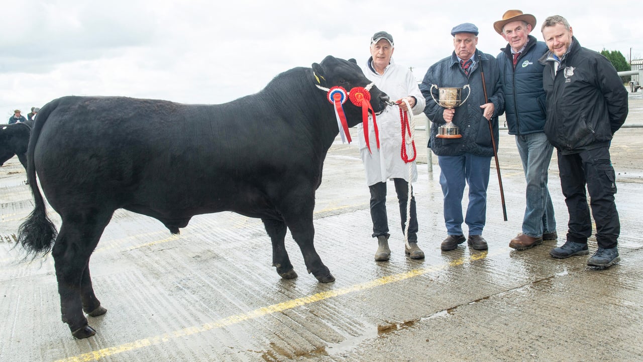 Overall Champion 'Tubridmore Up Lazy River' sold for €4,500. Image: O'Gorman Photography.